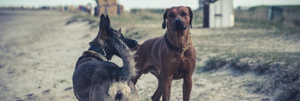 Urlaub mit Hund / Das Wangerland